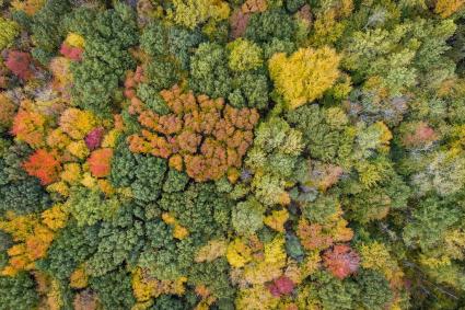 Cook County forest. Photo by Jaye White