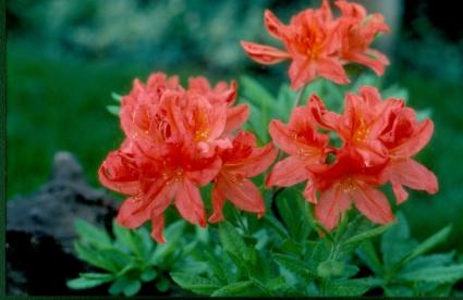 Fireflare Orange Mollis Azalea.  Photo from North Dakota State University via Creative Commons.