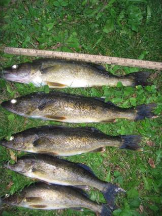 Walleye caught in May 2018 in Cook County. Photo by Joe Friedrichs