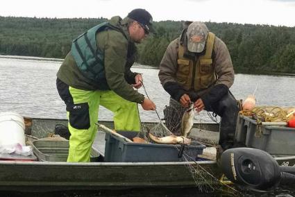 DNR staff pull up a gill net on Two Island Lake. All photos by Joe Carlson DNR staff pull up a gill net on Two Island Lake. All photos by Joe Carlson