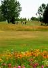 Gunflint Hills Golf Course awash with wildflowers - Photo courtesy of Grand Marais Parks Department