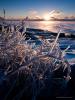 Ice on Branches by Bryan Hansel