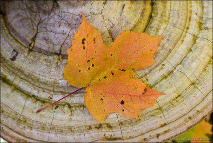 Autumn has arrived...! (Photo by Bryan Hansel)