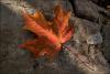 Red Leaf on Rock by Bryan Hansel