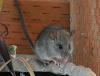 House mouse enjoys the cabin life. Photo courtesy of Lynette Schimming.