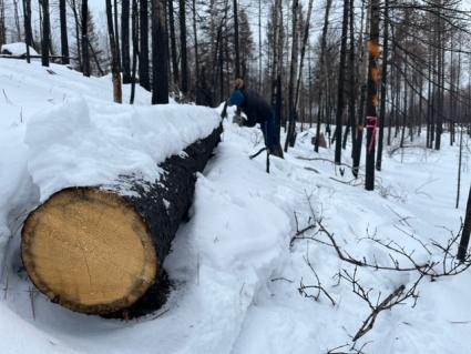 Lane Johnson examines a white spruce that was charred by the Greenwood Fire. Photo by Joe Friedrichs