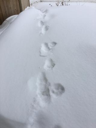 Lynx tracks in Cook County. WTIP file photo