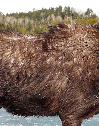 A mass of fur in the North Woods may lead to Bigfoot tips. Submitted phtoto