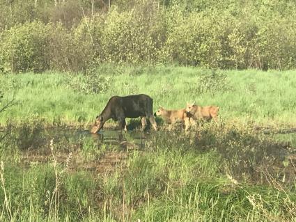 Moose cow and twins on the Gunflint - Photo by Colin Smith