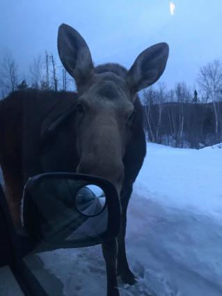 Moose on the Gunflint Trail. Photo by Ryan Salzman