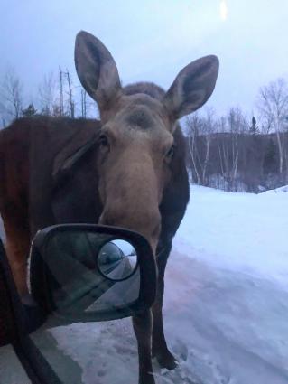 Moose on the Gunflint Trail. Photo by Ryan Salzman