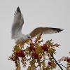 Mountain Ash and the Seagull by David Grinstead