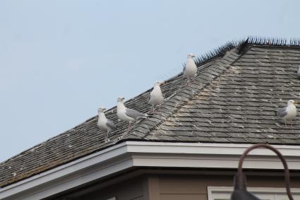 Seagulls are a fixture on the North Shore, but they can be troublesome. File photo - Rhonda Silence