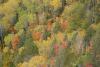 Subtle mix of Birch, White Spruce, and White Pine by David Grinstead