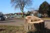 A stump is all that remains of an elm tree in downtown Grand Marais. Photo by Joe Friedrichs