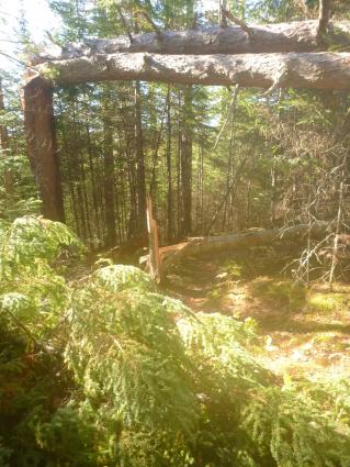 Fallen trees line the Border Route Trail after a storm Oct. 10 in Cook County. Photo courtesy of the US Forest Service