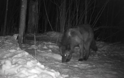 A trail cam picked up this black wolf in January 2021 in Cook County. Photo provided by Jimmy Wallner