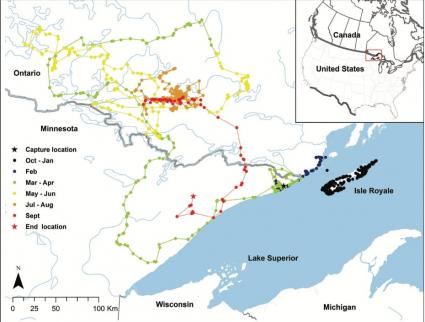 GPS data of the wolf after it left Isle Royale in 2019. Photo courtesy of Wolves and the Isle Royale Environment