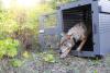 A female wolf is released at Isle Royale Sept. 26. Photo by Jacob W Frank